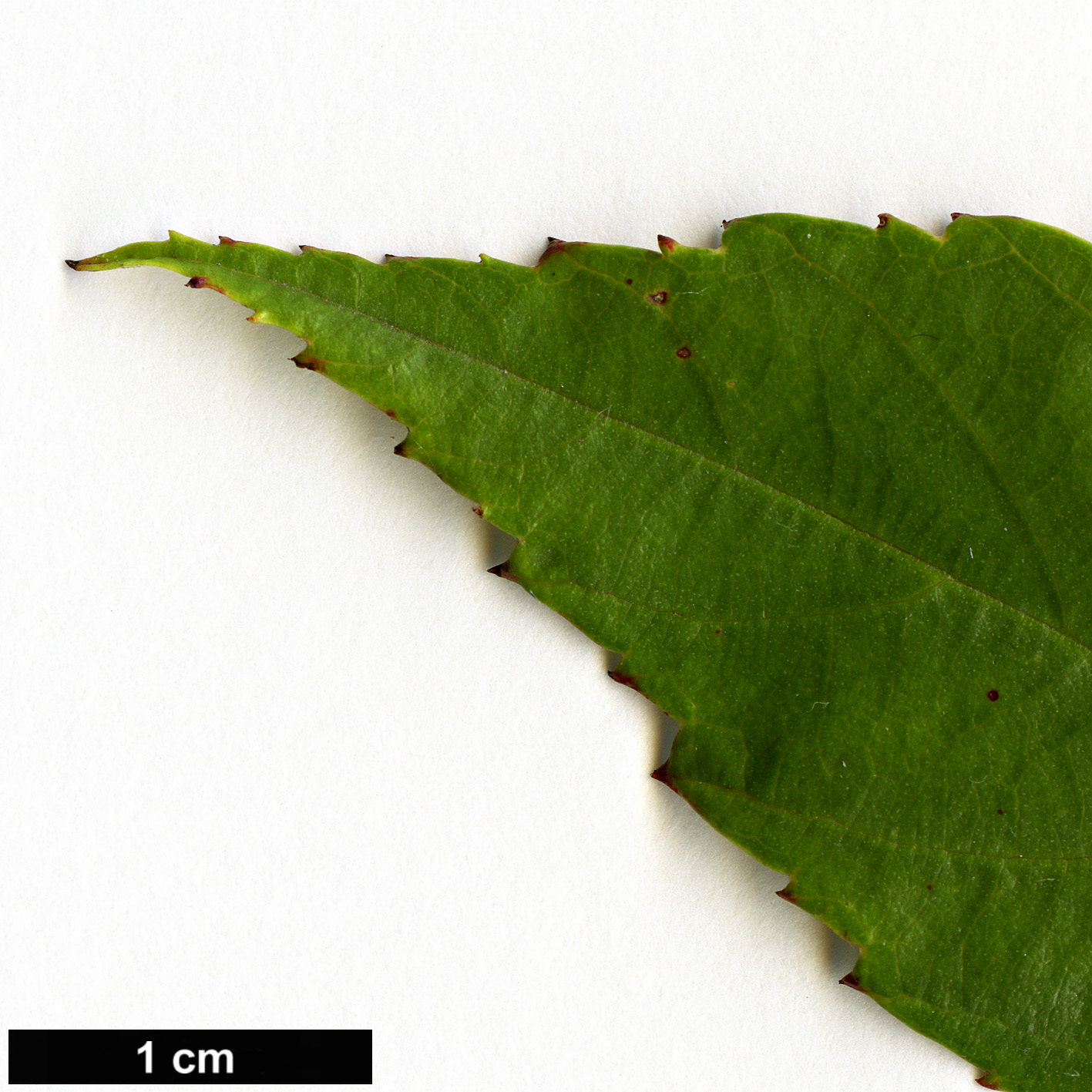 High resolution image: Family: Rosaceae - Genus: Rubus - Taxon: henryi - SpeciesSub: var. sozostylus